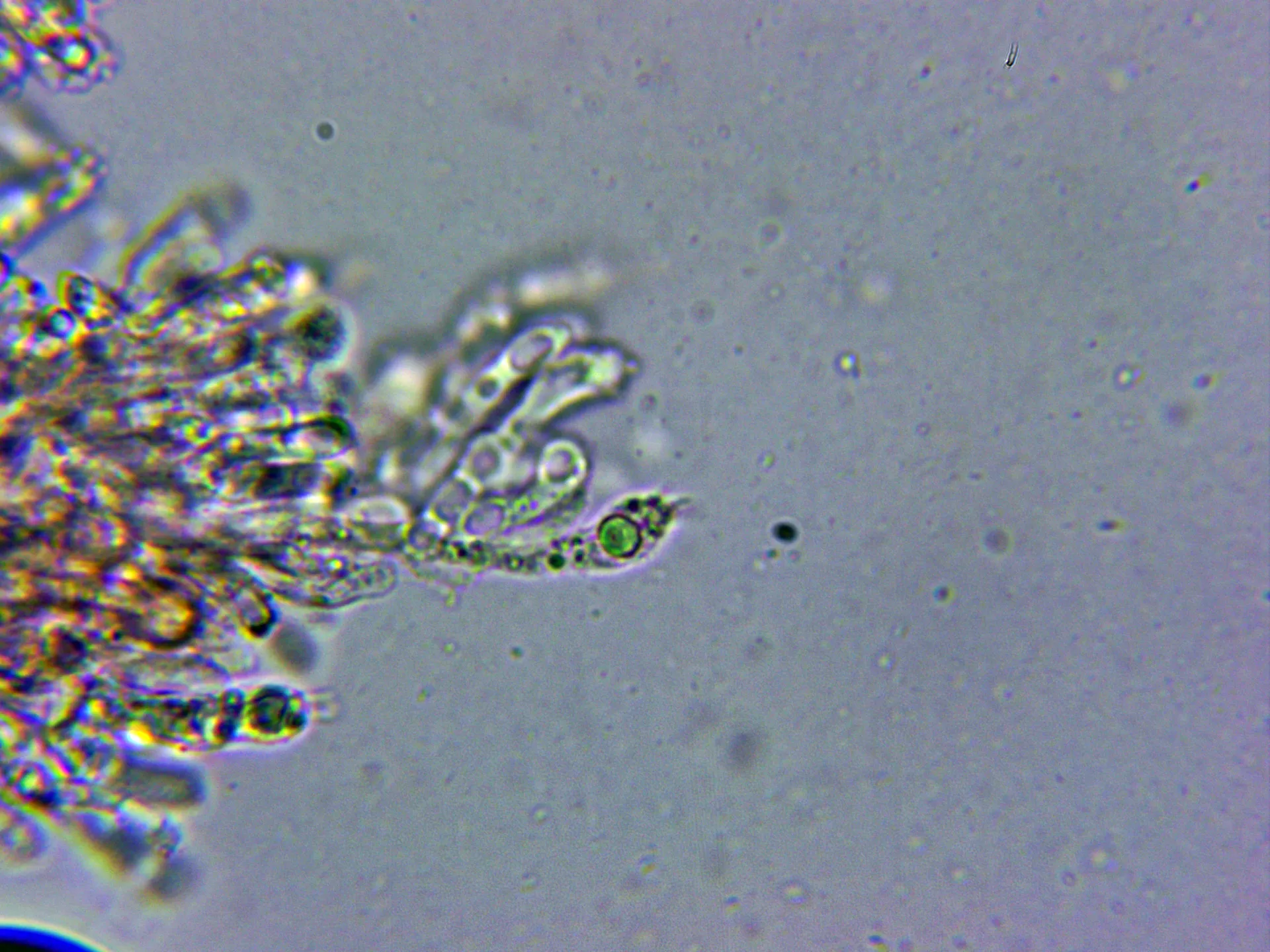Microscopía de Tricholoma focale - 10 - Basidio tetrasporico